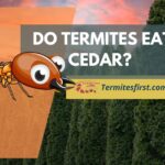 Do termites eat cedar