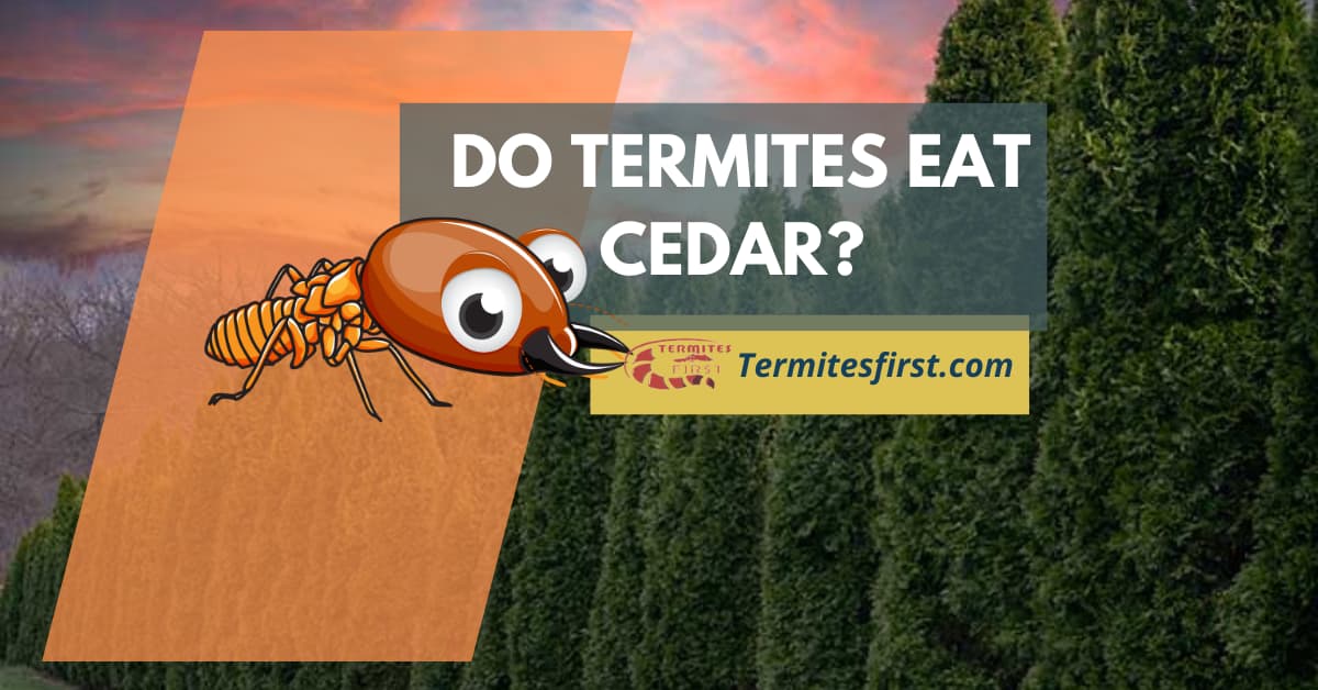 Do termites eat cedar