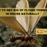 How to get rid of flying termites in house naturally