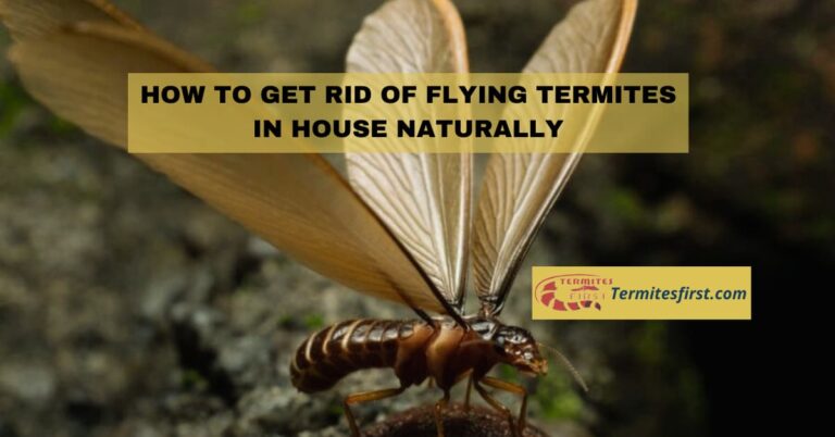 How to Get Rid Of Flying Termites in House Naturally?