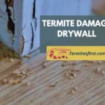 Termite Damage Drywall