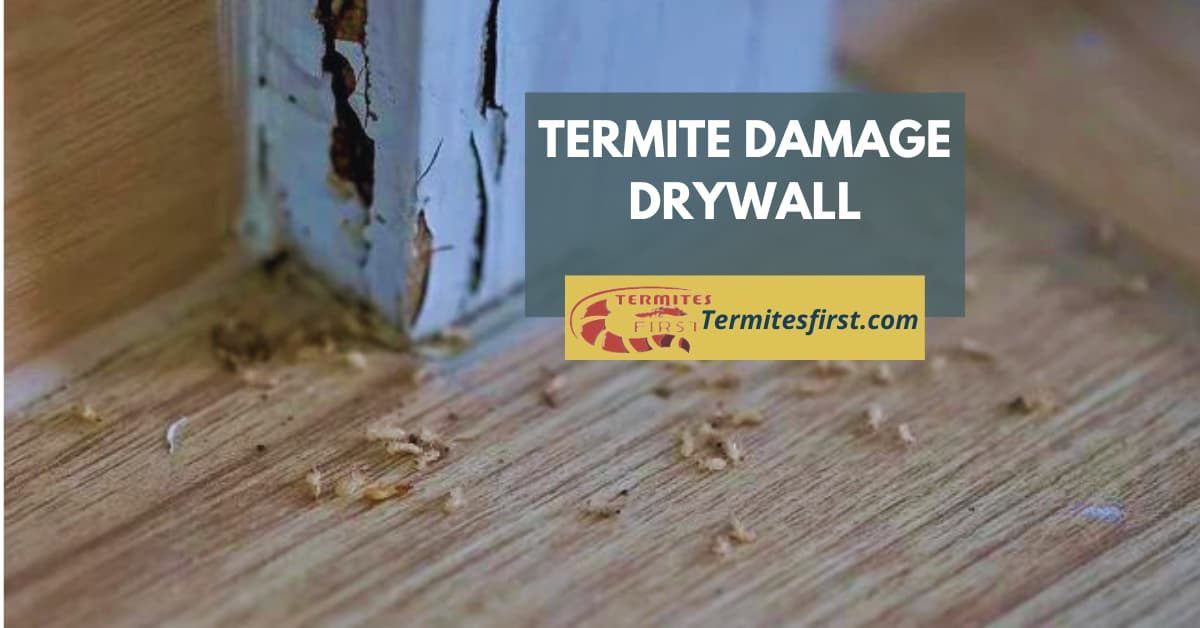 Termite Damage Drywall