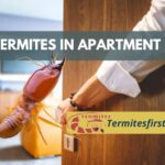 termites in apartment