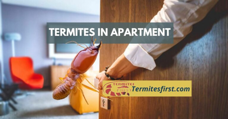 Termites in Apartment: How to Identify, Prevent, and Eradicate