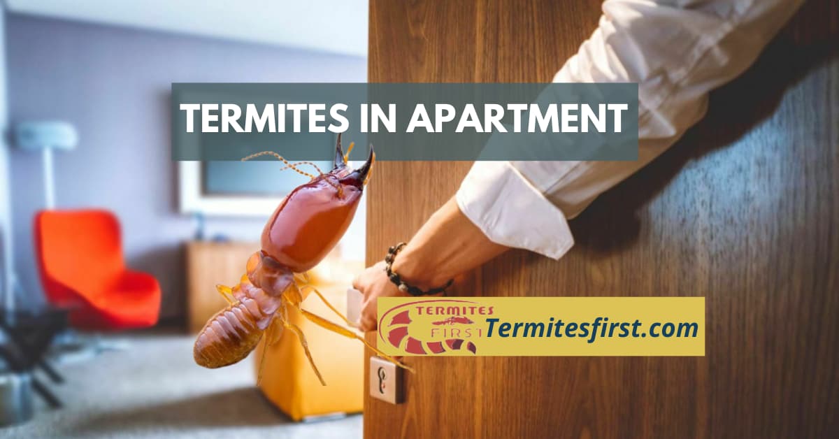 termites in apartment