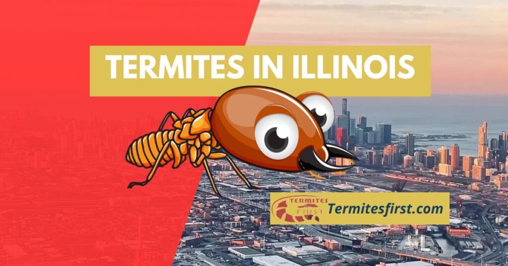 termites in Illinois