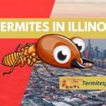 termites in Illinois