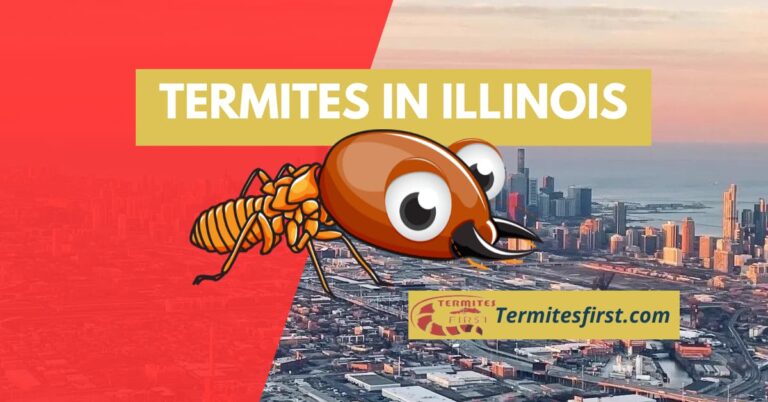 Termites in Illinois: The Hidden Threat
