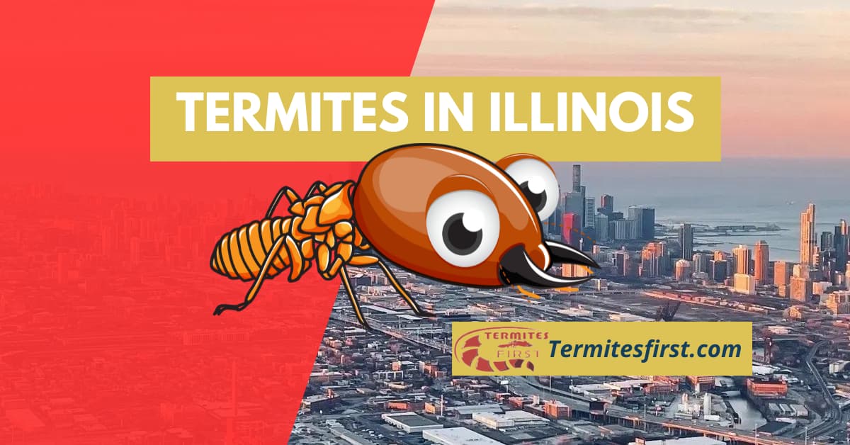 termites in Illinois