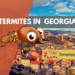 termites in Georgia
