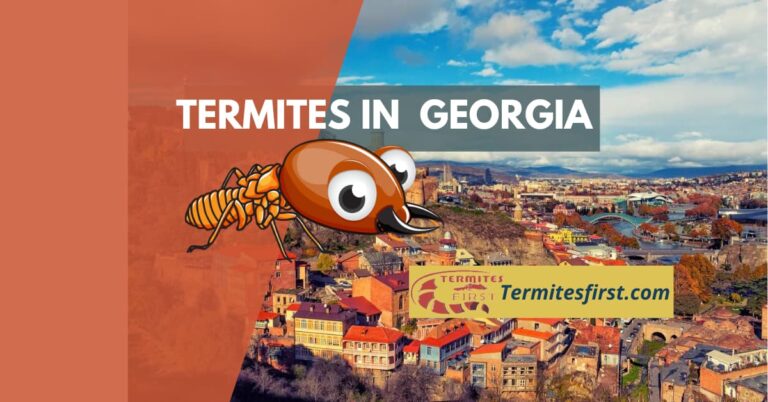 termites in Georgia