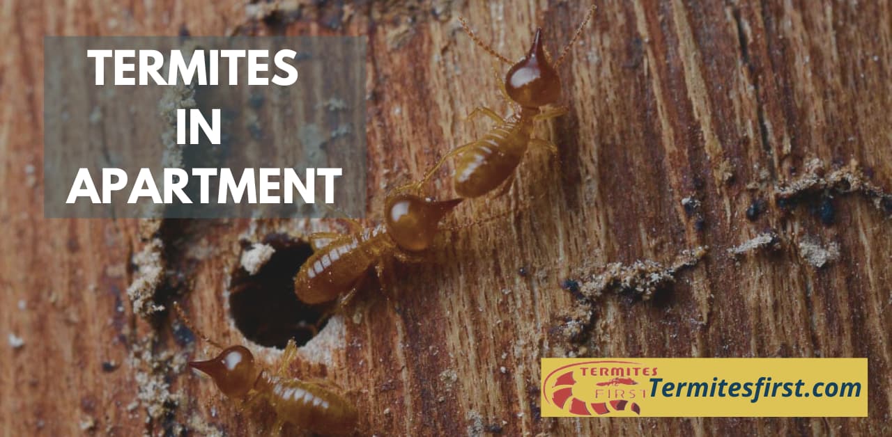 Termites In Apartment: Key Signs Of Infestation To Spot – Termites First