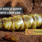 What does a queen termite look like