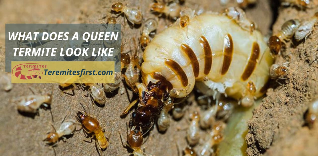 What does a Queen Termite Look Like? – Termites First