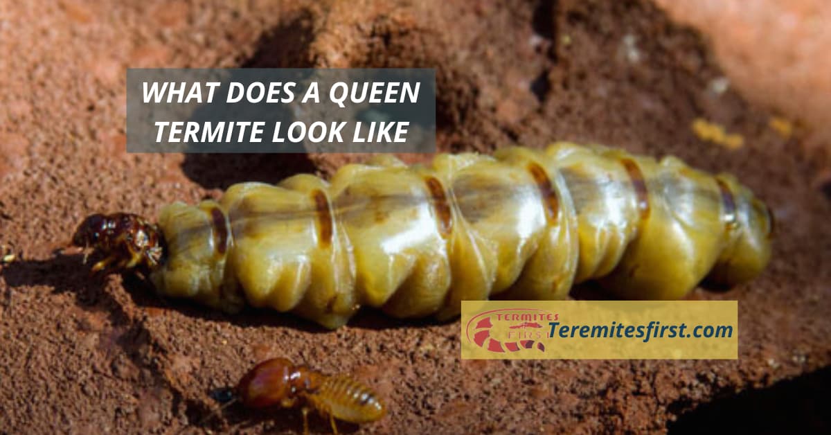 What does a queen termite look like