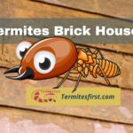 termites brick house