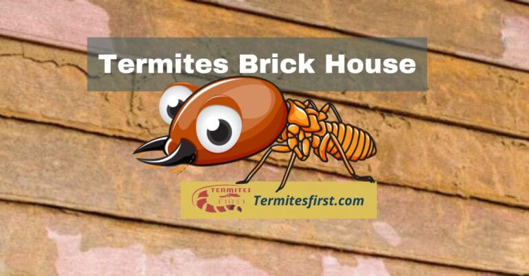 Termites Brick House: A Complete Guide