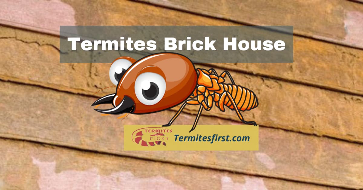 termites brick house