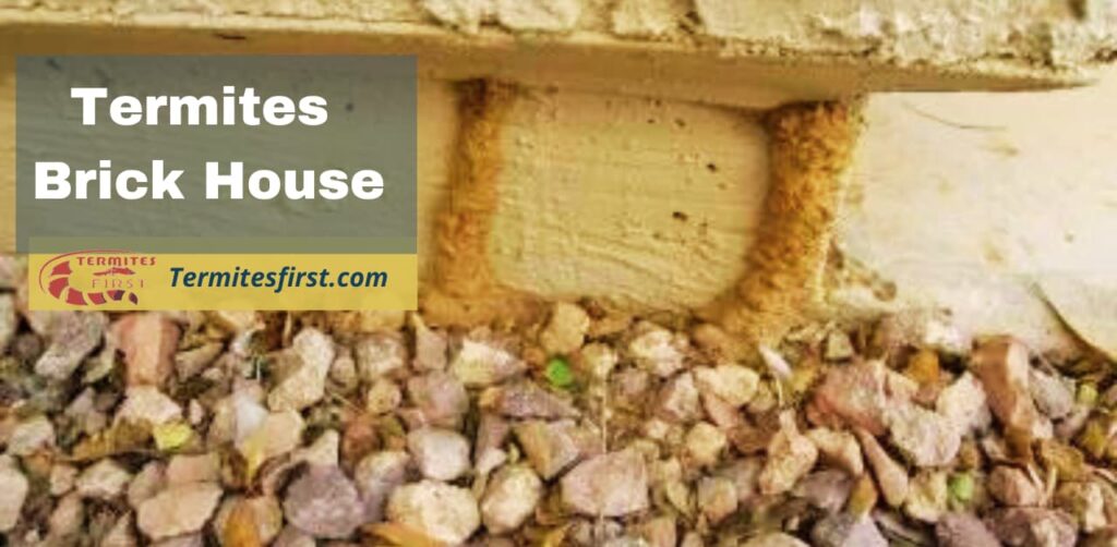 TERMITES IN BRICK HOUSE