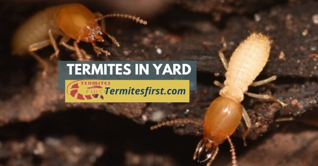 Termites in Yard Key Signs to Spot Them Early Termites First