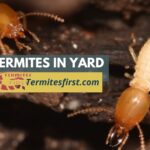 termites in yard