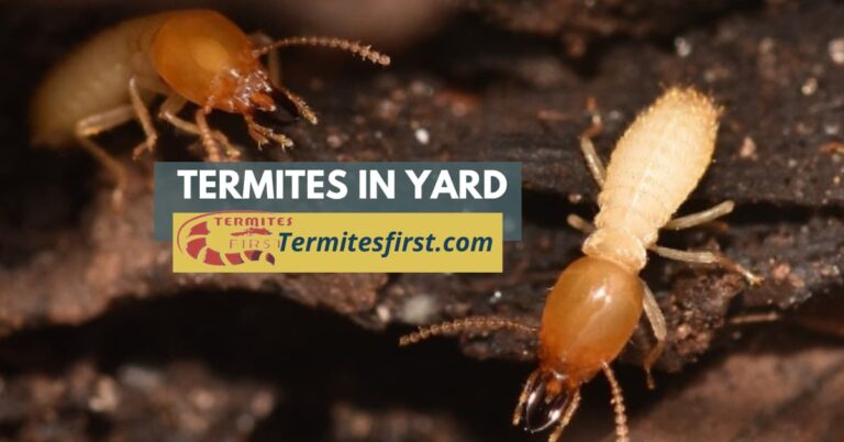 termites in yard