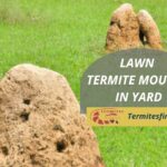 lawn termite mounds in yard