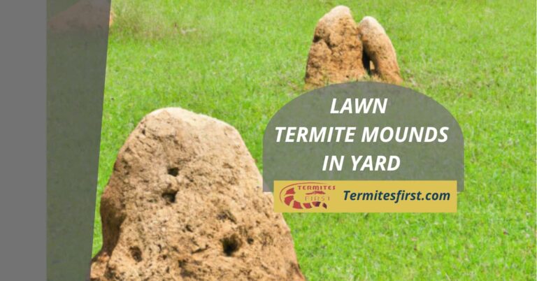 Lawn Termite Mounds in Yard:Identifying, Preventing & Responding