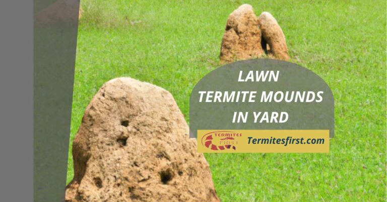 lawn termite mounds in yard