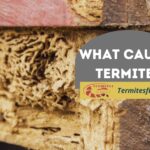 what causes termites