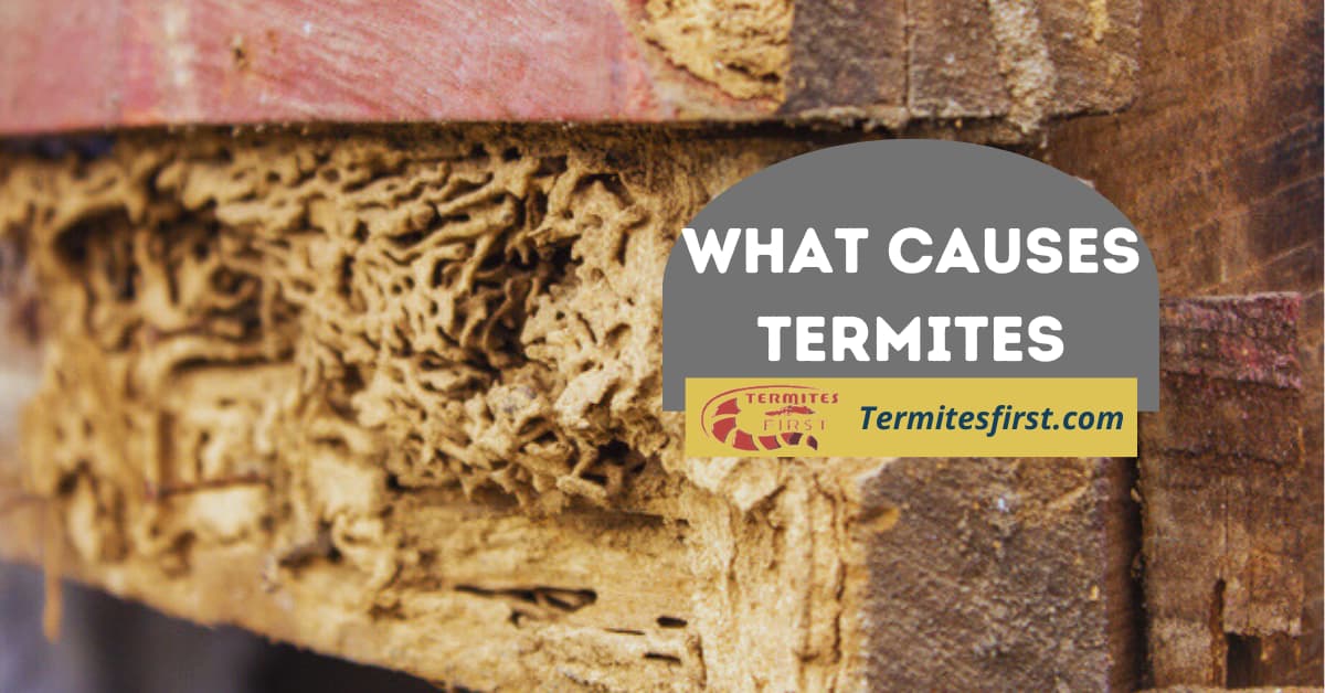 what causes termites