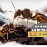 do termites die in the winter