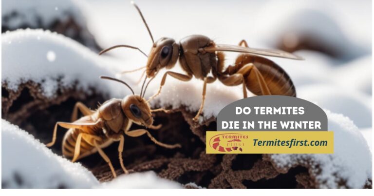 do termites die in the winter