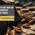 how to get rid of termites in trees