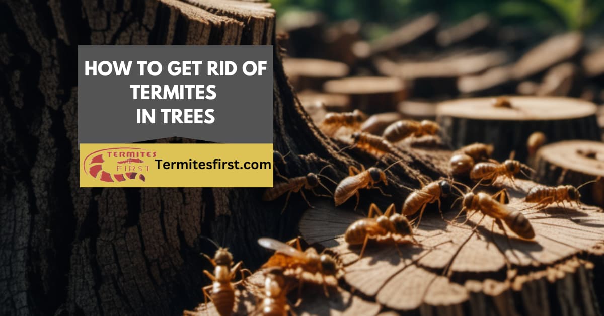 how to get rid of termites in trees