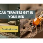 can termites get in your bed