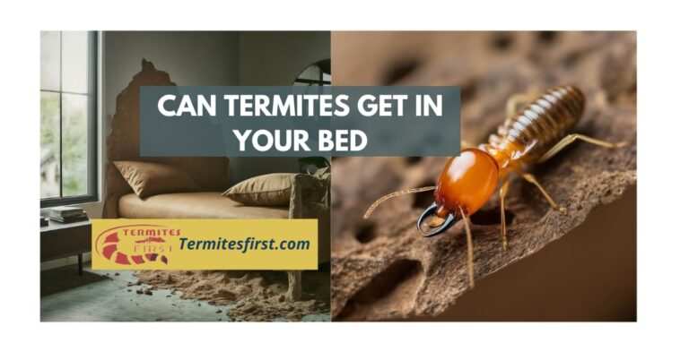 can termites get in your bed