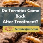 Do termites come back after treatment