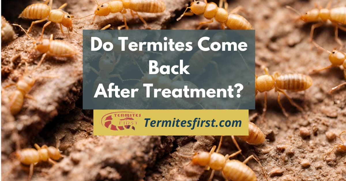 Do termites come back after treatment