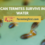 Can Termite Survive in Water