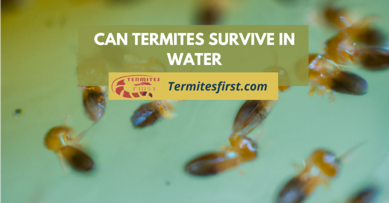Can Termites Survive in Water: A complete Guide