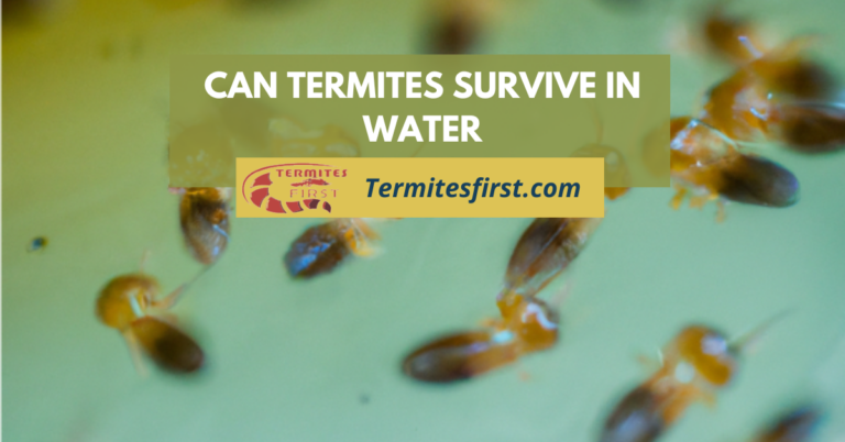 Can Termite Survive in Water