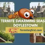 Termite Swarming Season Doylestown