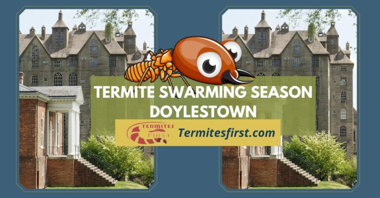 Termite Swarming Season Doylestown:What You Need to Know