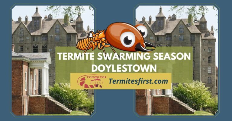 Termite Swarming Season Doylestown