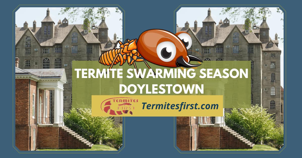 Termite Swarming Season Doylestown