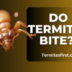Do termites bite
