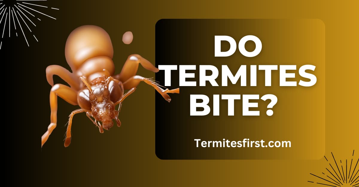 Do termites bite