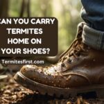 Can you carry termites home on your shoes