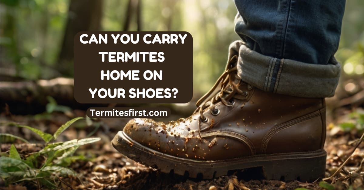 Can you carry termites home on your shoes